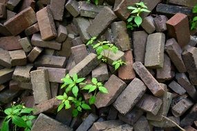 green plants on bricks