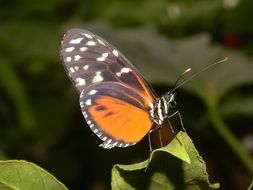 spotted butterfly on the tree leaf