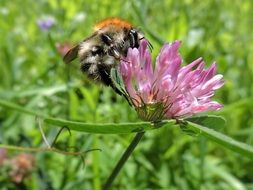 Hummel on pink Clover macro