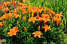 Orange Asian Lily