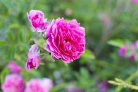 Closeup photo of Rose Flower