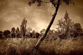 Lonely thin tree in a field