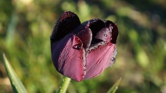 maroon tulip in dew drops close up