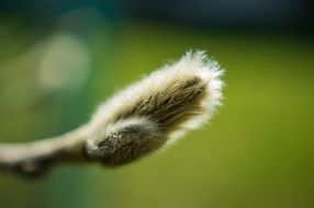 Pussy-willow in spring