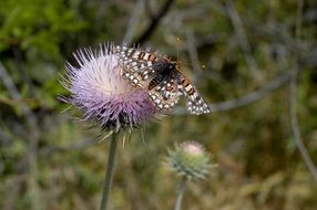 butterfly on a purple thistle close-up