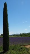 lavender field in cyprus