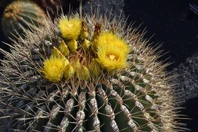 Cactus with Yellow flowers in Mexico