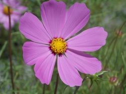 Purple petal plant