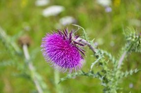 milk thistle on the meadow close-up on blurred background