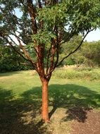 Tree in a garden in a park on a sunny day