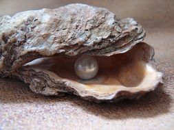 pearl in the oyster of the north sea