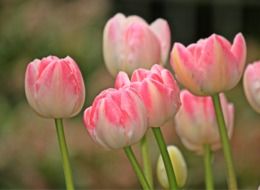 tender pink Tulip Flowers at Spring
