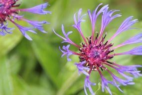 fascinating Crumpled Flower