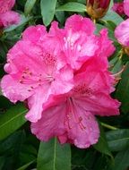 pink Rhododendron Flowers, macro