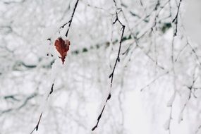 snowy branches