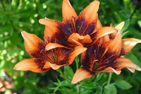 Beautiful blooming orange flowers