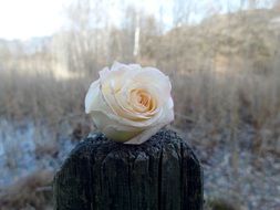 closeup view of White rose bloom on a wood