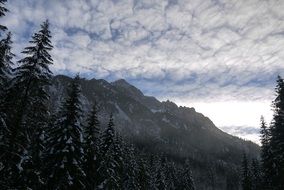 Landscape of forestry mountains