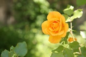 bright yellow rose on a sunny day