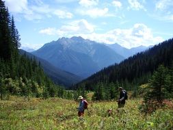 hiking in a meadow in the mountains on a sunny day