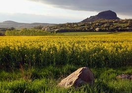 rapeseed field in northern bohemia