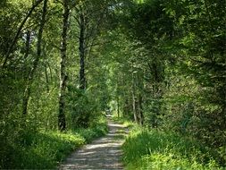 idyllic forest path