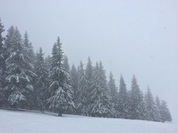 Landscape Winter Snow forest view