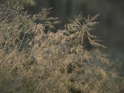 bronze grass in the meadow