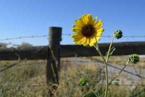 Wild flowers and fence