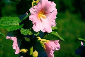 delightful Mallow