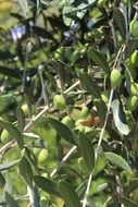 olive tree branches with fruits