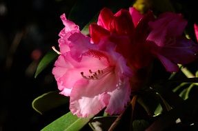 Closeup photo of Rhododendron Flower