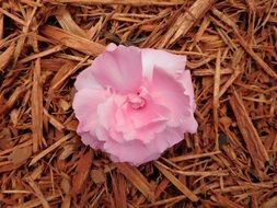 pink flower lies on dry grass close-up