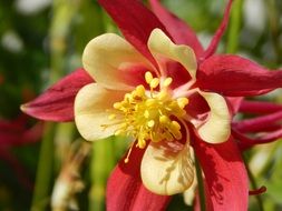 red and yellow Columbine Flower, macro