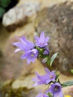wild delicate purple flowers