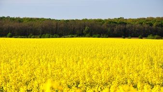 bright yellow flowers like a field
