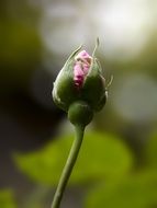 pink Rosebud on green thin stem