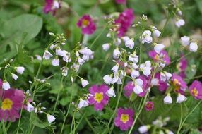 most beautiful Wild Flowers