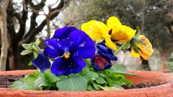 bright blue and yellow flowers in a large flower pot in the garden