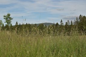 green summer meadow in lower saxony