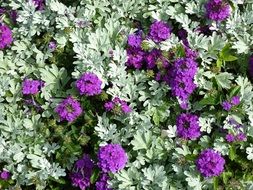 Photo of Purple flowers in the garden