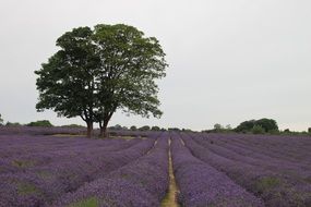purple field with a green tree