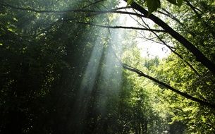 bright rays of the sun through the thickness of the forest