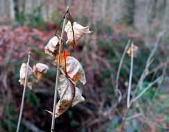 dry twisted leaves on a stalk