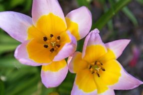 bicolored tulips