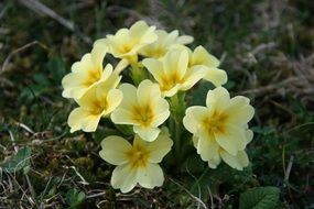 primrose, yellow delicate flowers