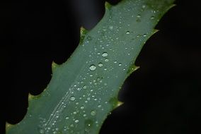 green oblong leaf of a plant in drops of water close-up