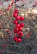 red berries for birds
