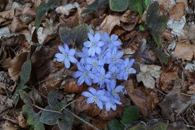 pale blue hepatica on dry grass