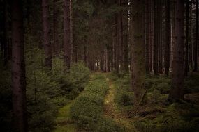 trail through a dark coniferous forest